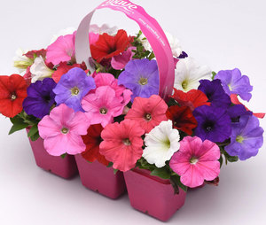 Wave Mix Formula Wave Petunia Jumbo 6 pack 17.99 sale price